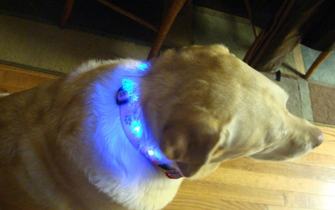 led-dog-collar