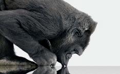 gorilla-glass2