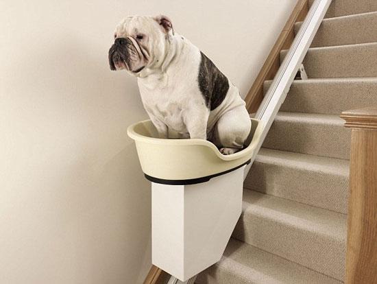 dog-stairs