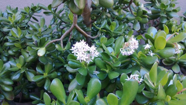 Nokia-Lumia-920-sample-01