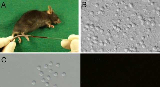 mouse-clone