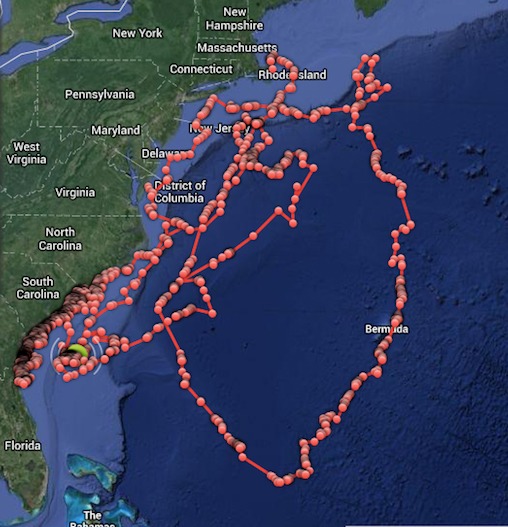 Researchers Make It Possible To Track Sharks In Real Time | Ubergizmo