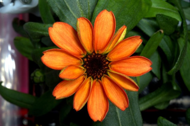 flower-grown-space