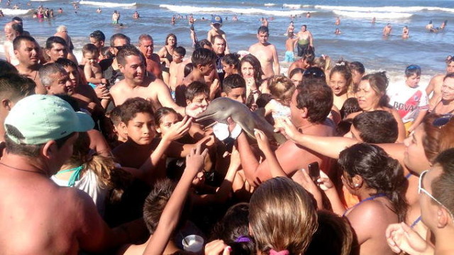 dolphin-selfie